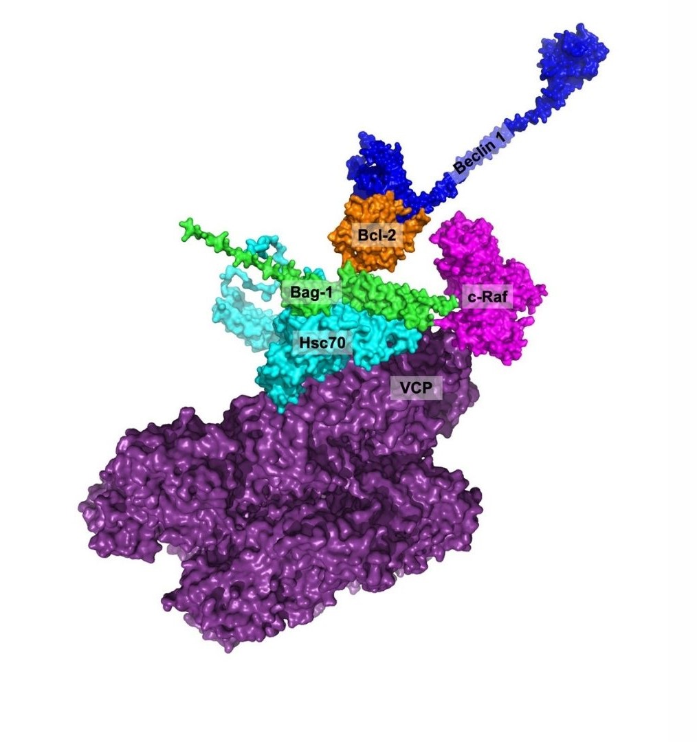 Home Protein Interactions