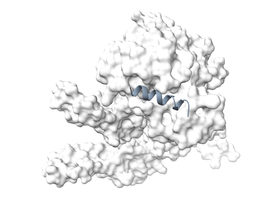 Home Stapled Peptide Design
